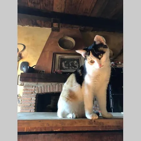 Apartment Luca House Montalbo