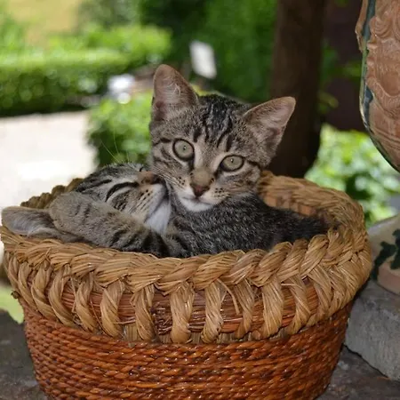 Apartment Luca House Montalbo