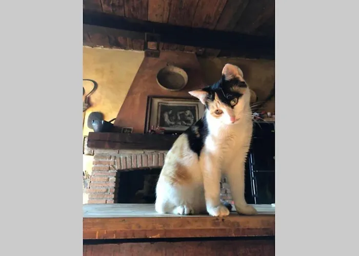 Апартаменты Luca House Montalbo