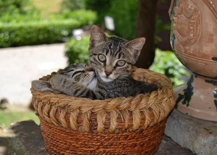 Апартаменты Luca House Montalbo